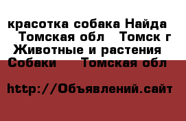 красотка собака Найда  - Томская обл., Томск г. Животные и растения » Собаки   . Томская обл.